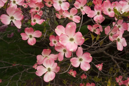 Hibiscus, Monmouth County, NJ (SA).jpg